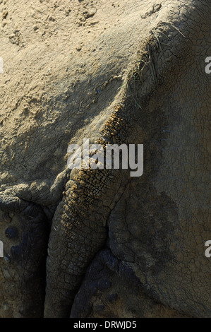 Tail end and folds of thick skin of Indian Rhinoceros (Great One Horned Rhino) Rhinoceros unicornis Whipsnade Zoo, Bedfordshire Stock Photo