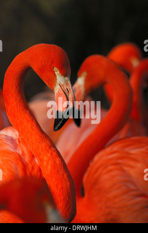Pink Flamingo's (Phoenicopterus ruber) love heart Stock Photo