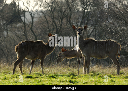 Greater Kudu, Tragelaphus strepsiceros, Antelope at Whipsnade Zoo, Editorial use only Stock Photo