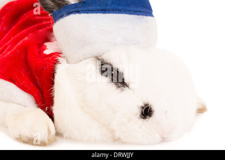 Bunny in santa hat Stock Photo