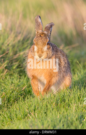 European Brown Hare (Lepus europaeus) sitting in a field, alert Stock Photo