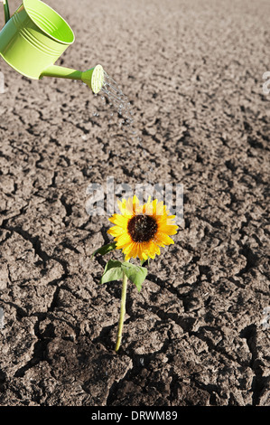 dry soil of a barren land with single growing plant and watering can Stock Photo