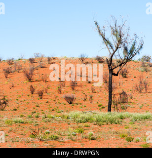 Tree in australian outback Stock Photo