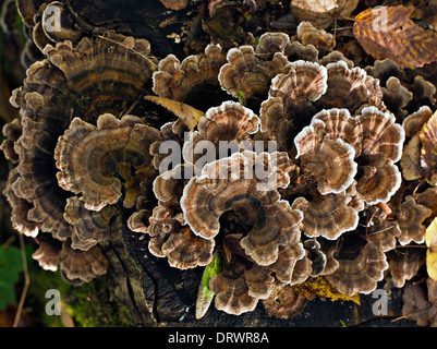 Closeup of Trametes versicolor Turkey Tail fungi in Vidzeme Latvia Stock Photo