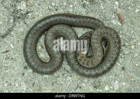 Smooth snake photographed at Arne RSPB reserve under the warden's handling and photography licence. Dorset, UK July 2013 Stock Photo