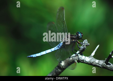 A keeled skimmer dragonfly UK