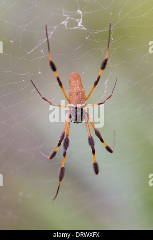 Golden Orb-weaver spider (Nephila clavipes) Stock Photo