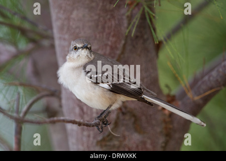 Northern Mockingbird (Mimus polyglottos orpheus) Stock Photo