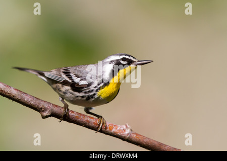 Yellow-throated Warbler (Dendroica dominica), Grand Bahama, Bahama Islands Stock Photo