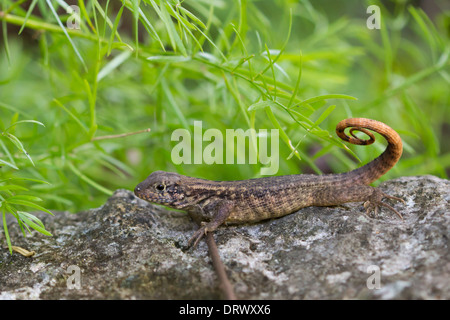 Northern Curly-tailed Lizard (Leiocephalus carinatus), Grand Bahama, Bahama Islands Stock Photo