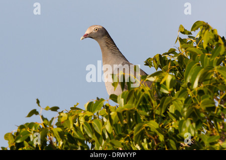 White-crowned Pigeon (Columba leucocephala) in a tree top Stock Photo