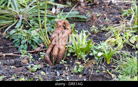 Rose bush roots in garden Stock Photo