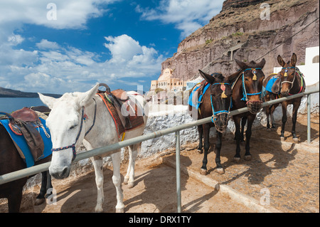 Donkeys in Fira Santorini Stock Photo