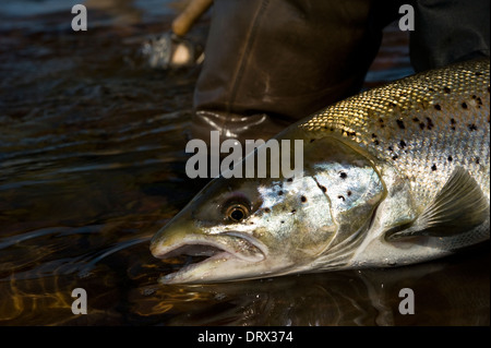 Angler holding an Atlantic salmon caught in the rapids on St. Mary's River in Sault Ste. Marie, Ontario, Canada. Stock Photo