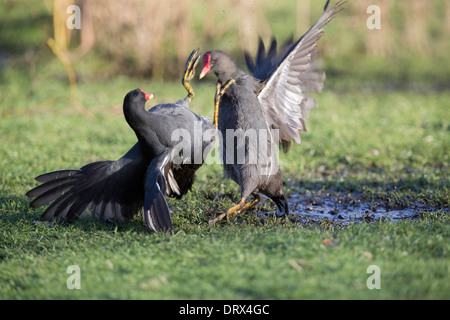 Moorhen; Gallinula chloropus; Fighting; UK Stock Photo