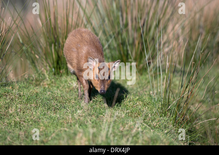 Muntjac Deer; Muntiacus reevesi; Cornwall; UK Stock Photo