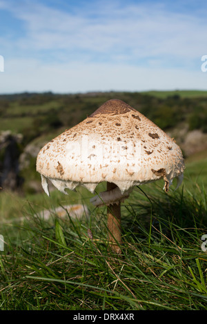 Parasol Mushroom; Macrolepiota procera;  Cheddar; Somerset; UK Stock Photo
