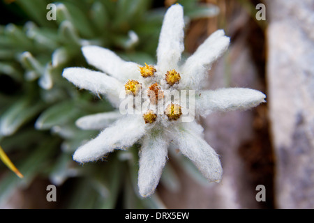 White beauty Edelweiss flower in nature of high mountain Stock Photo