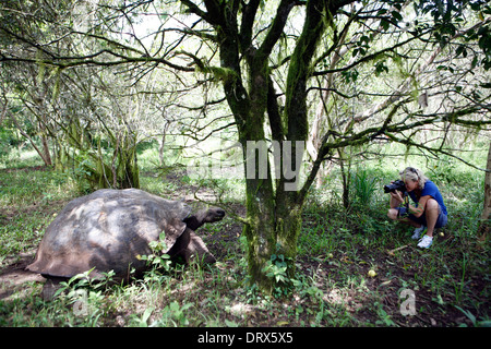 Galapagos Islands. Tourist watching a giant Tortoise on Santa Cruz Island. Stock Photo