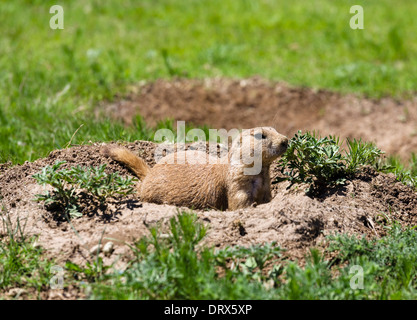 Black-Tailed Prairie Dog ( Cynomys ludovicianus ) at Devils Tower National Monument, Crook County, Black Hills, Wyoming, USA Stock Photo