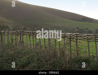 Newly laid traditional hedging in East Sussex, at the foot of the South Downs Stock Photo