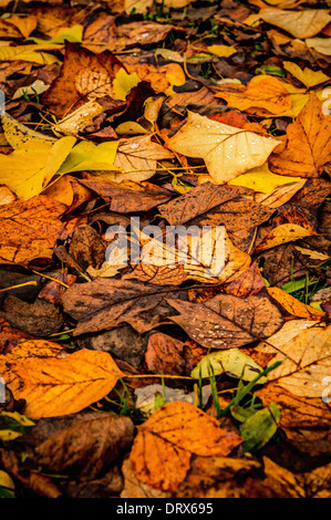Multiple autumn leaves on the ground with moss Stock Photo - Alamy