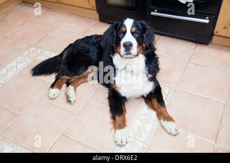 Laying down male Bernese Mountain Dog Stock Photo