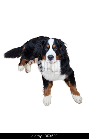 Laying down male Bernese Mountain Dog Stock Photo