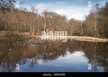Trees and Lake in english countryside at Burnham Beeches, Burnham, Buckinghamshire England UK