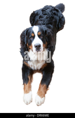 Laying down male Bernese Mountain Dog Stock Photo