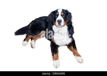 Laying down male Bernese Mountain Dog Stock Photo