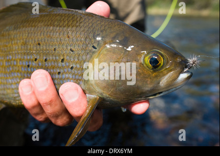Grayling caught and hooked from the Arctic river with spinner lure by  fisherman in Lapland in Sweden in Kiruna in August 2021 Stock Photo - Alamy