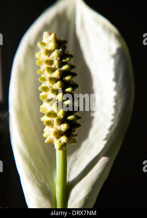 Peace Lily flower, London Stock Photo