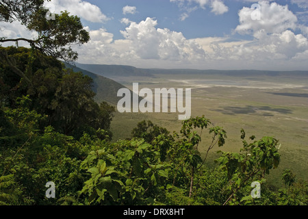 View over the Ngorongoro Crater a UNESCO World Heritage Site in the Ngorongoro Conservation Area one of the Seven Natural Wonder Stock Photo