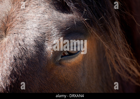 Close-up image of a horses head showing a single eye Stock Photo