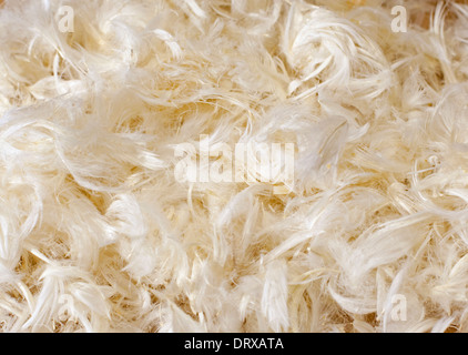Still life of a pile of down feathers Stock Photo