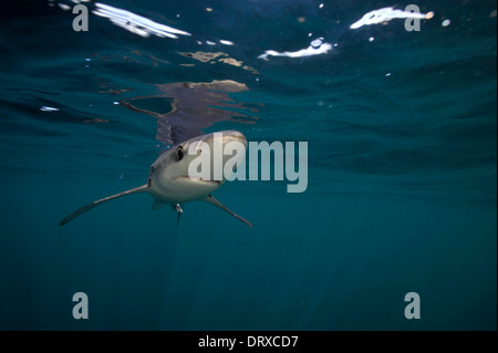 Blue shark Stock Photo