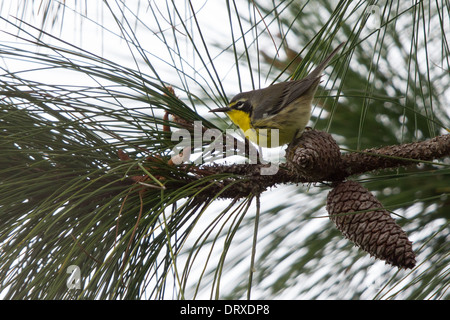 Yellow-throated Warbler (Dendroica dominica flavescens) perched on a pine cone in a pine tree Stock Photo