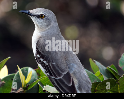 Extreme close look at a Northern Mockingbird perching on a bush in South Florida. Stock Photo