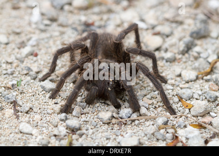moribund Bahama Tarantula (Cyrtopholis bonhotei) found on Eleuthra, Bahama Islands Stock Photo