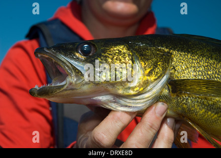 Woman angler holding the summer walleye she caught in Northern Ontario, Canada. Stock Photo