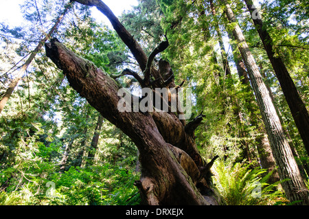 Large, fallen redwood tree stump in Northern California Stock Photo