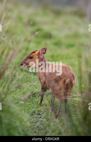 Muntjac Deer; Muntiacus reevesi; Young; Cornwall; UK Stock Photo