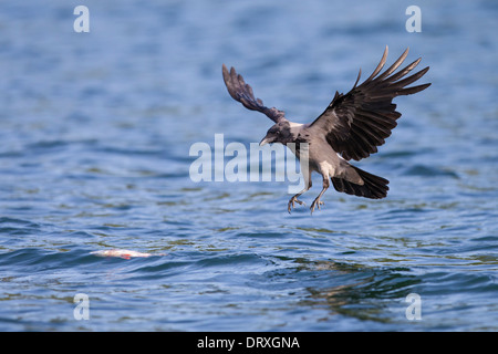 Corbie Corvus corone cornix Danish Crow Nebelkraehe Stock Photo