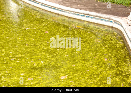 algae infested pool