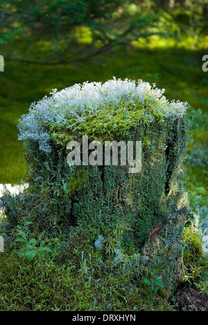 Lichen grows on a old tree stump in the forest. Stock Photo