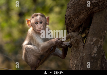 Monkeys along the roadside in Sanjay Gandhi National Park, Borivalli, Maharashtra, Mumbai. Stock Photo