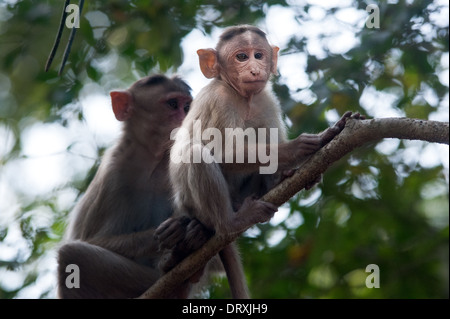 Monkeys along the roadside in Sanjay Gandhi National Park, Borivalli, Maharashtra, Mumbai. Stock Photo