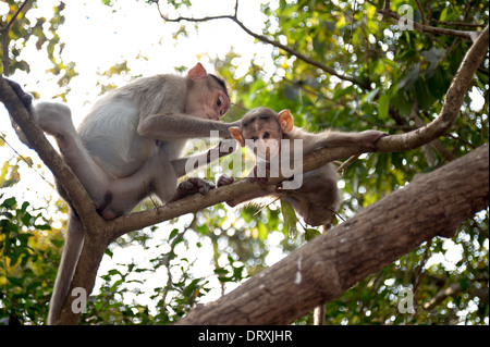 Monkeys along the roadside in Sanjay Gandhi National Park, Borivalli, Maharashtra, Mumbai. Stock Photo