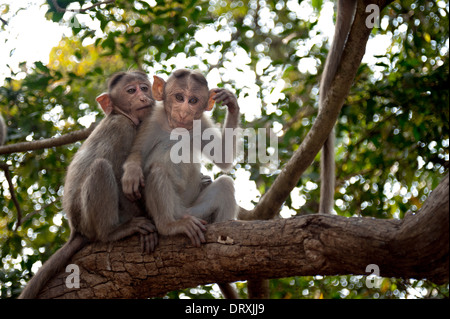 Monkeys along the roadside in Sanjay Gandhi National Park, Borivalli, Maharashtra, Mumbai. Stock Photo